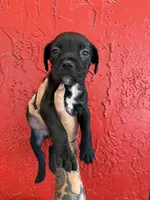 Suki, a female Cane Corso for sale in Tampa, FL – 4 of 4