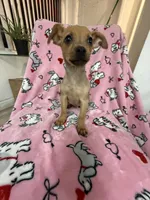 Louie, a male Dachshund and Chihuahua for sale in Tampa, FL – 3 of 5