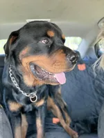Ruby , a female Rottweiler for sale in Tampa, FL – Photo 1 of 3