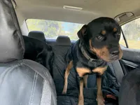 Ruby , a female Rottweiler for sale in Tampa, FL – Photo 3 of 3