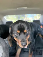 Ruby , a female Rottweiler for sale in Tampa, FL – Photo 2 of 3