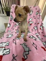 Louie, a male Dachshund and Chihuahua for sale in Tampa, FL – 4 of 5