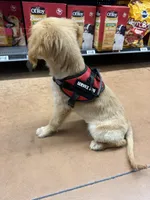 Dixie, a female Golden Retriever for sale in Tampa, FL – Photo 2 of 5