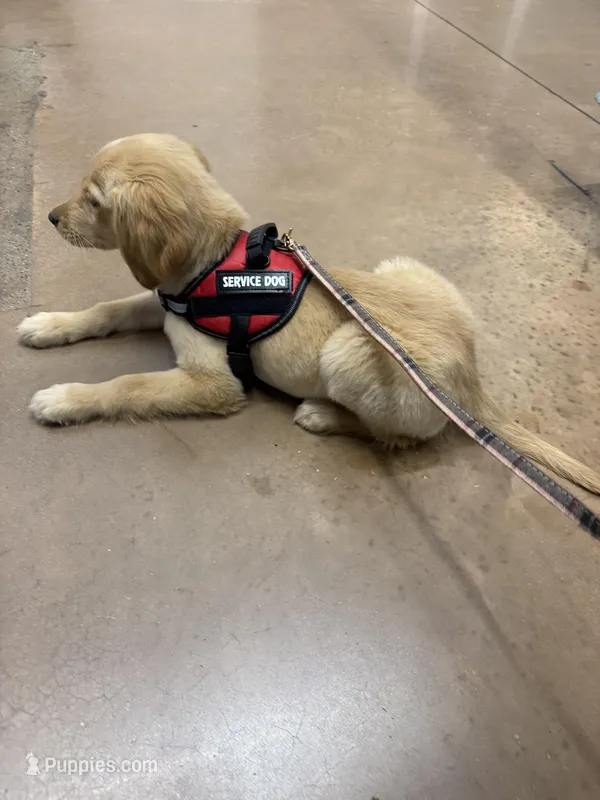 Dixie – Golden Retriever puppy for sale in Tampa, FL