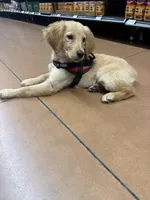 Dixie, a female Golden Retriever for sale in Tampa, FL – Photo 4 of 5