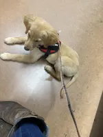 Dixie, a female Golden Retriever for sale in Tampa, FL – Photo 5 of 5