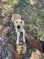Dixie, a female Golden Retriever for sale in Tampa, FL – Photo 3 of 5