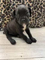 Suki, a female Cane Corso for sale in Guin, AL – 6 of 6