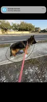Elektra, a female German Shepherd Dog for sale in Tampa, FL – 3 of 4