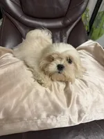 Tofu , a male Maltese and Shih Tzu for sale in Atlanta, GA – 1 of 6