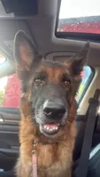 Savanna , a female German Shepherd Dog for sale in Tampa, FL – 4 of 7