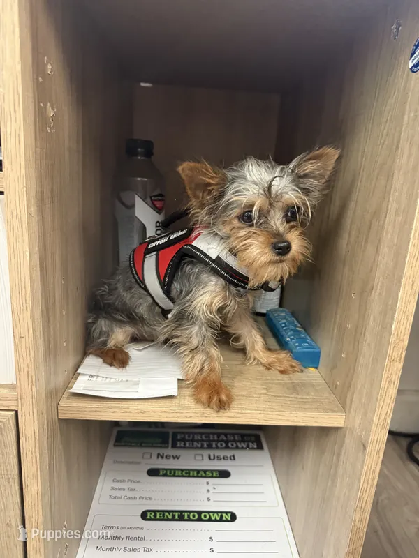 Benny – Yorkshire Terrier puppy for sale in Atlanta, GA
