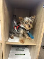 Benny, a male Yorkshire Terrier for sale in Atlanta, GA – 1 of 4