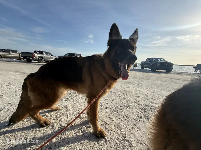 Savanna  – German Shepherd Dog puppy for sale in Tampa, FL