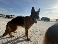 Savanna , a female German Shepherd Dog for sale in Tampa, FL – 1 of 7