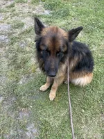 Kaiser, a male German Shepherd Dog for sale in Tampa, FL – 3 of 5