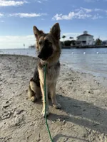 Caliber , a male German Shepherd Dog for sale in Tampa, FL – 5 of 10
