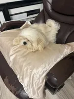 Tofu , a male Maltese and Shih Tzu for sale in Atlanta, GA – 2 of 6