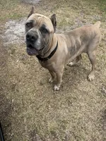 Biggie smalls, a female Cane Corso for sale in Tampa, FL – 3 of 3