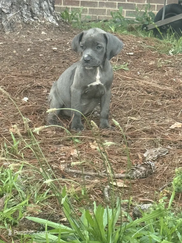 Corso pups – Cane Corso puppy for sale in Atlanta, GA