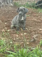 Corso pups, a female Cane Corso for sale in Atlanta, GA – 1 of 10
