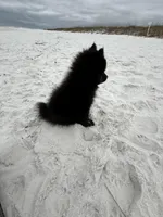 Cricket , a male Pomeranian for sale in Anniston, AL – Photo 5 of 7