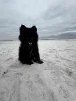 Cricket , a male Pomeranian for sale in Anniston, AL – Photo 1 of 7