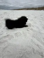 Cricket , a male Pomeranian for sale in Anniston, AL – Photo 4 of 7