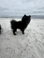 Cricket , a male Pomeranian for sale in Anniston, AL – Photo 2 of 7