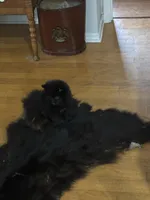 Cricket , a male Pomeranian for sale in Anniston, AL – Photo 7 of 7