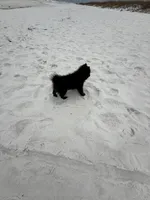 Cricket , a male Pomeranian for sale in Anniston, AL – Photo 6 of 7