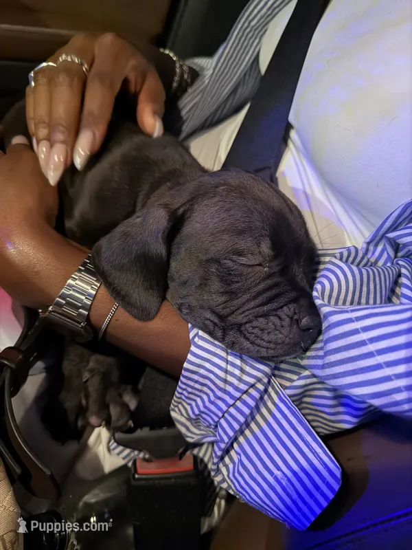 Thor  – Cane Corso puppy for sale in Tampa, FL