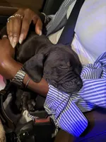 Thor , a  Cane Corso for sale in Tampa, FL – 1 of 5