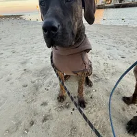 Daisy , a female Perro de Presa Canario for sale in Tampa, FL – Photo 3 of 6