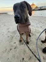 Daisy , a female Perro de Presa Canario for sale in Tampa, FL – Photo 3 of 6