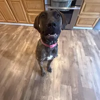 Daisy , a female Perro de Presa Canario for sale in Tampa, FL – Photo 2 of 6