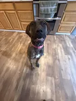 Daisy , a female Perro de Presa Canario for sale in Tampa, FL – Photo 2 of 6