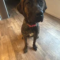 Daisy , a female Perro de Presa Canario for sale in Tampa, FL – Photo 1 of 6