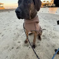 Daisy , a female Perro de Presa Canario for sale in Tampa, FL – Photo 4 of 6