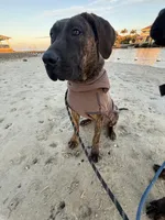 Daisy , a female Perro de Presa Canario for sale in Tampa, FL – Photo 4 of 6