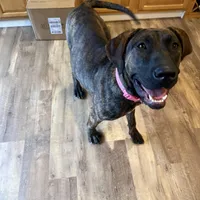 Daisy , a female Perro de Presa Canario for sale in Tampa, FL – Photo 5 of 6