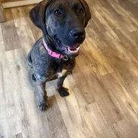 Daisy , a female Perro de Presa Canario for sale in Tampa, FL – Photo 6 of 6