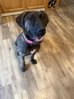 Daisy , a female Perro de Presa Canario for sale in Tampa, FL – Photo 6 of 6