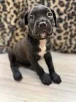 Suki, a female Cane Corso for sale in Guin, AL – 3 of 6