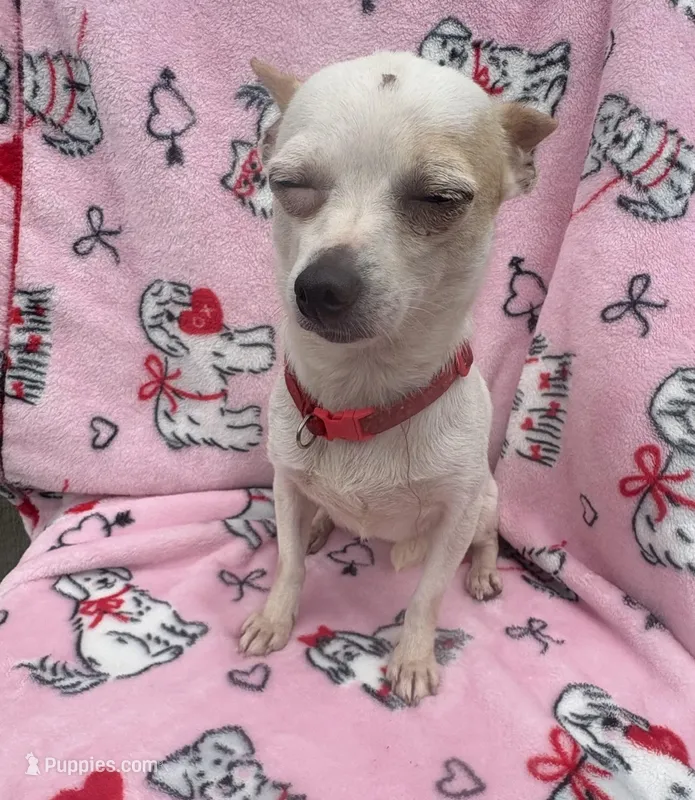 Little bit – Chihuahua puppy for sale in Tampa, FL