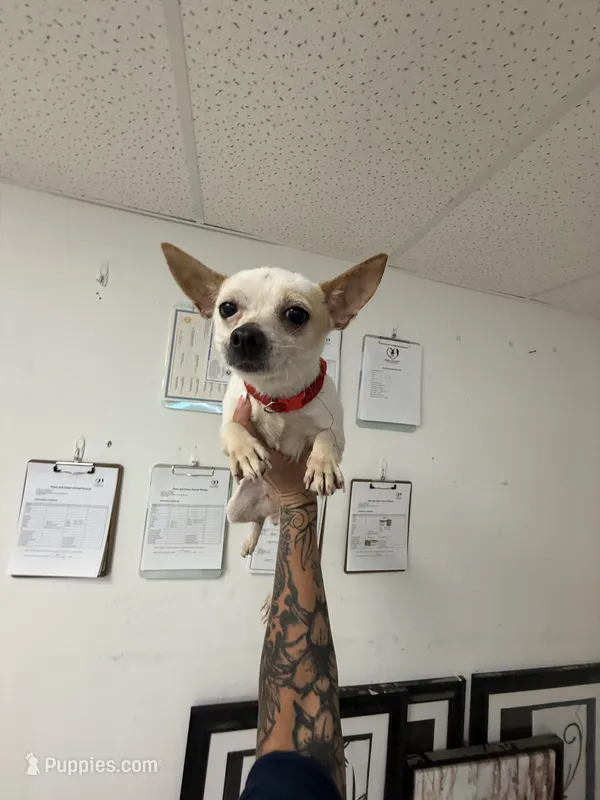 Little bit – Chihuahua puppy for sale in Tampa, FL