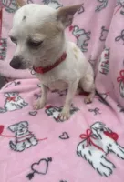 Little bit, a female Chihuahua for sale in Tampa, FL – Photo 3 of 3