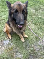Kaiser, a male German Shepherd Dog for sale in Tampa, FL – 2 of 5