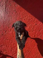 Bruce, a male West Highland White Terrier and Chihuahua for sale in Tampa, FL – Photo 6 of 7