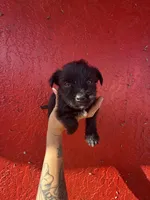 Bruce, a male West Highland White Terrier and Chihuahua for sale in Tampa, FL – Photo 2 of 7